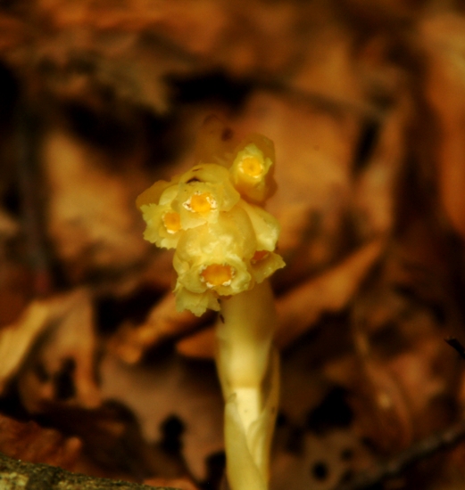 Monotropa hypopitys / Ipopitide